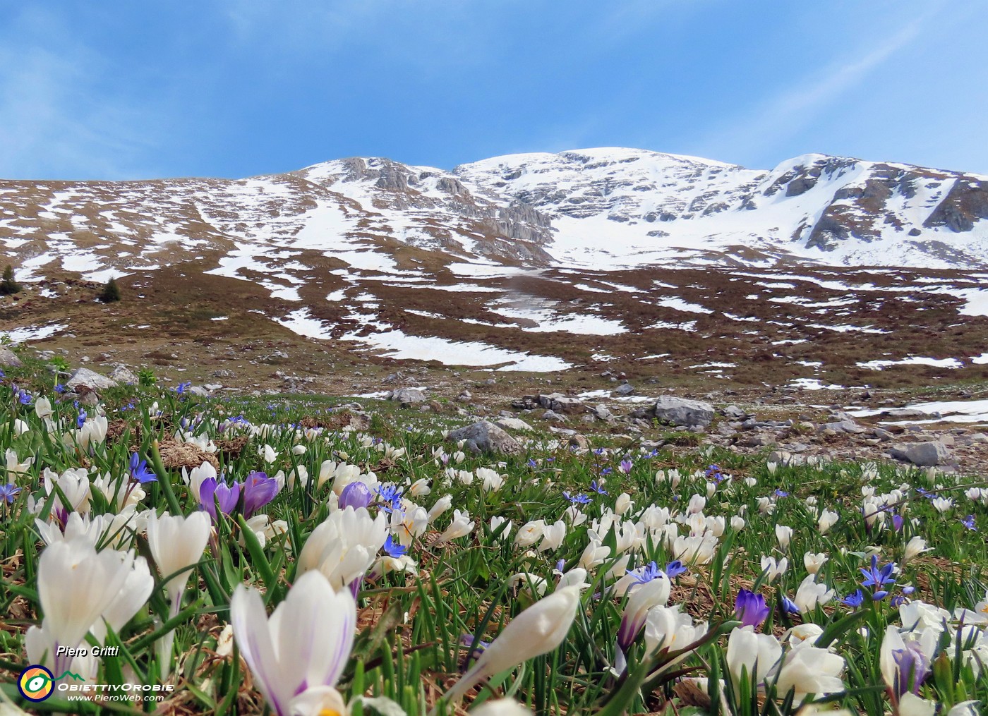 36 Crocus vernus (Zafferano maggiore) e Scilla bifolia (Scilla silvestre) con vista in Arera.JPG